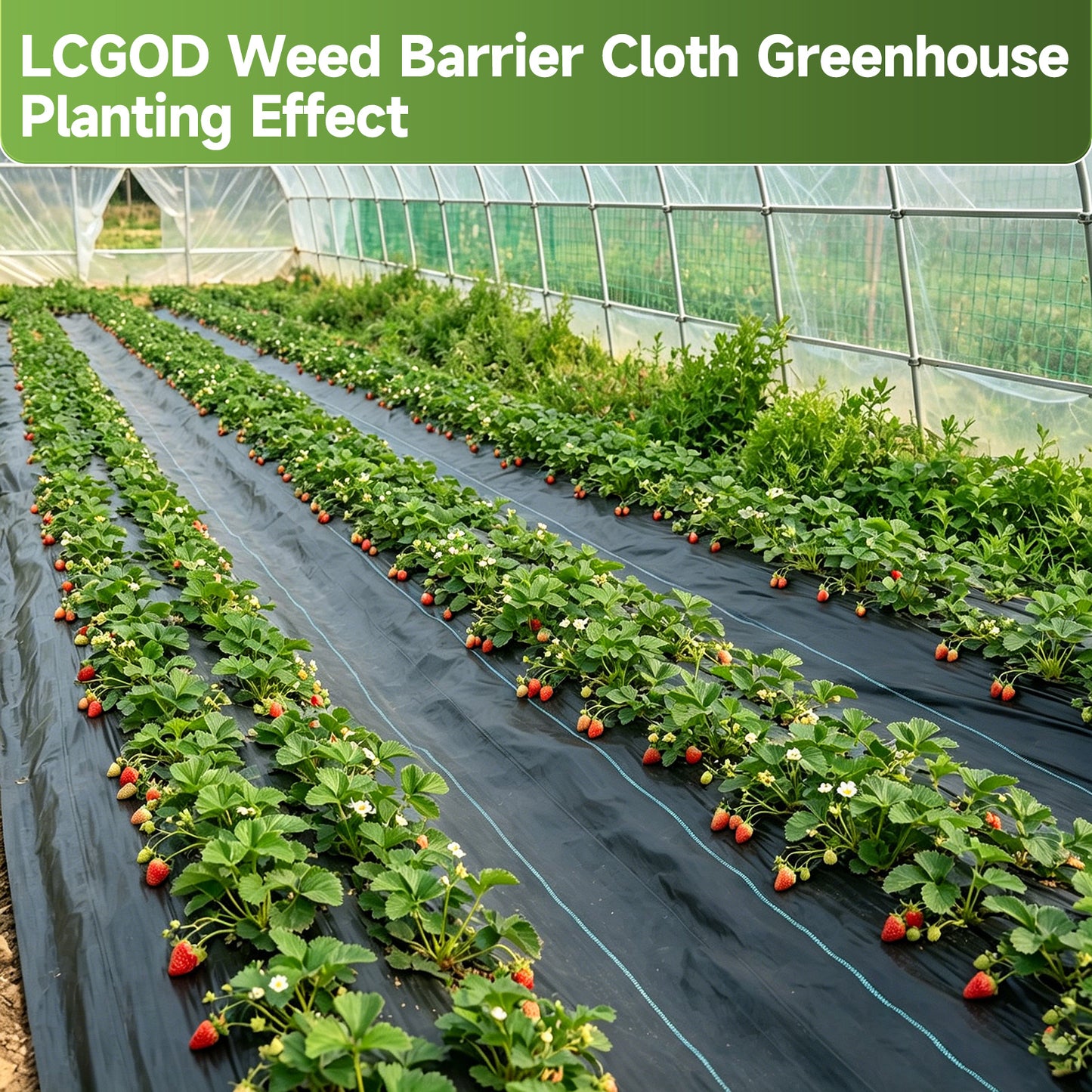 LCOGD 10x33ft High-Permeability Weed Barrier Fabric with 50 Ground Nails, Heavy Duty Landscape Fabric for Gardens, Lawns & Landscaping